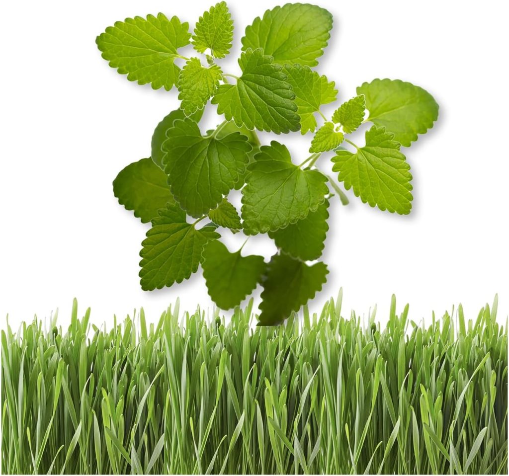 A lush and vibrant catnip plant, its delicate green leaves and purple-pink flowers illuminated by warm, natural sunlight. The plant is positioned in the foreground, with a blurred, idyllic garden backdrop featuring other companion plants and a subtle, hazy sky. The composition captures the plant's beauty and potential for pest control, conveying a sense of tranquility and the plant's versatility as both a natural insect repellent and a favorite of feline companions.